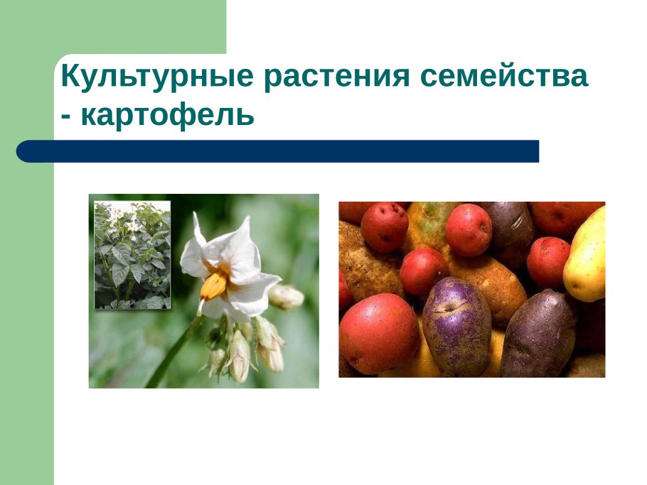 Фиолетовый цветок Пасленовые