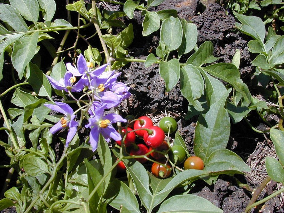Solanum tuberosum ‘Laura’
