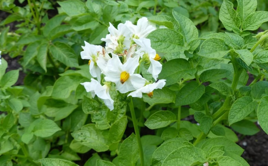 Цветение картофеля