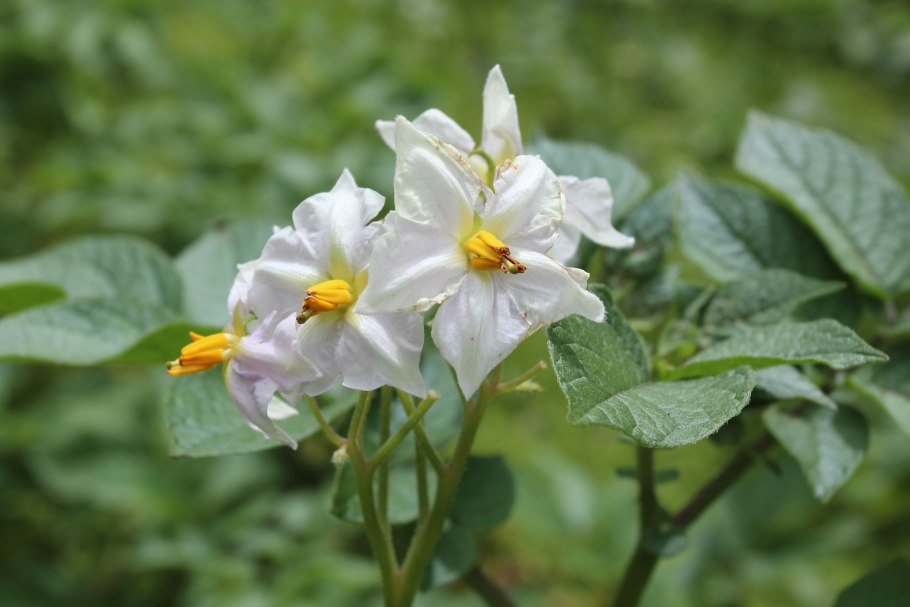 Паслен клубненосный