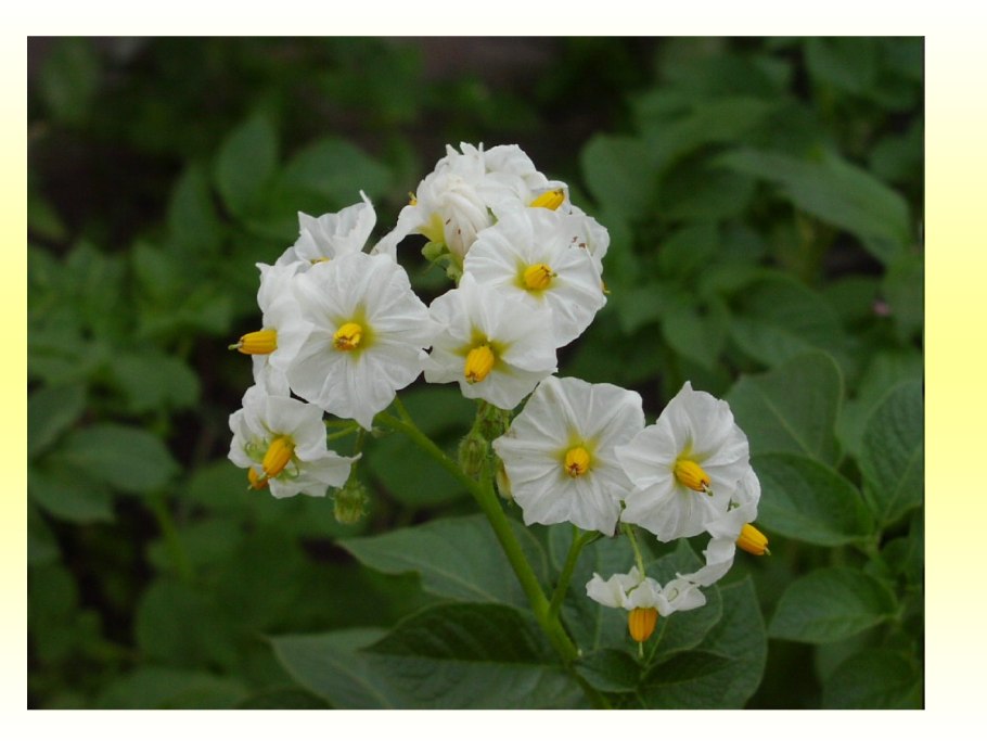 Solanum aethiopicum