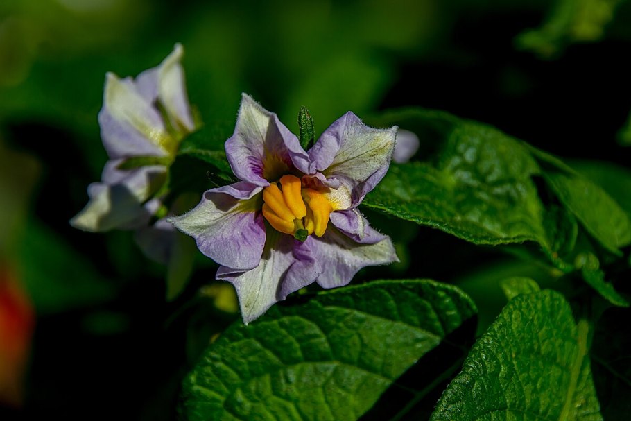 Картофель клубненосный лист