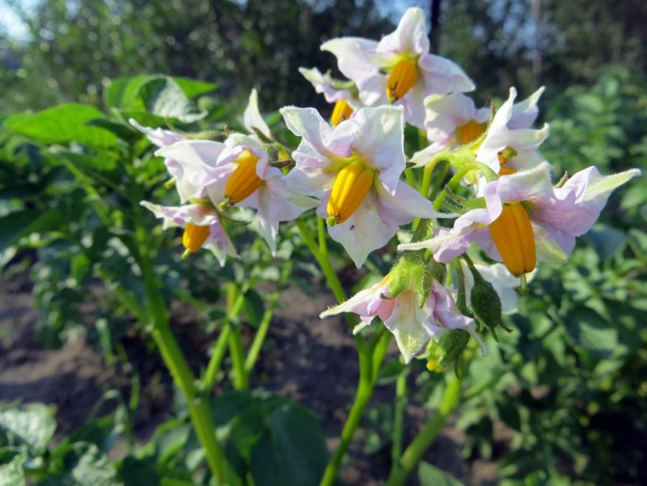 Картофель паслен клубненосный