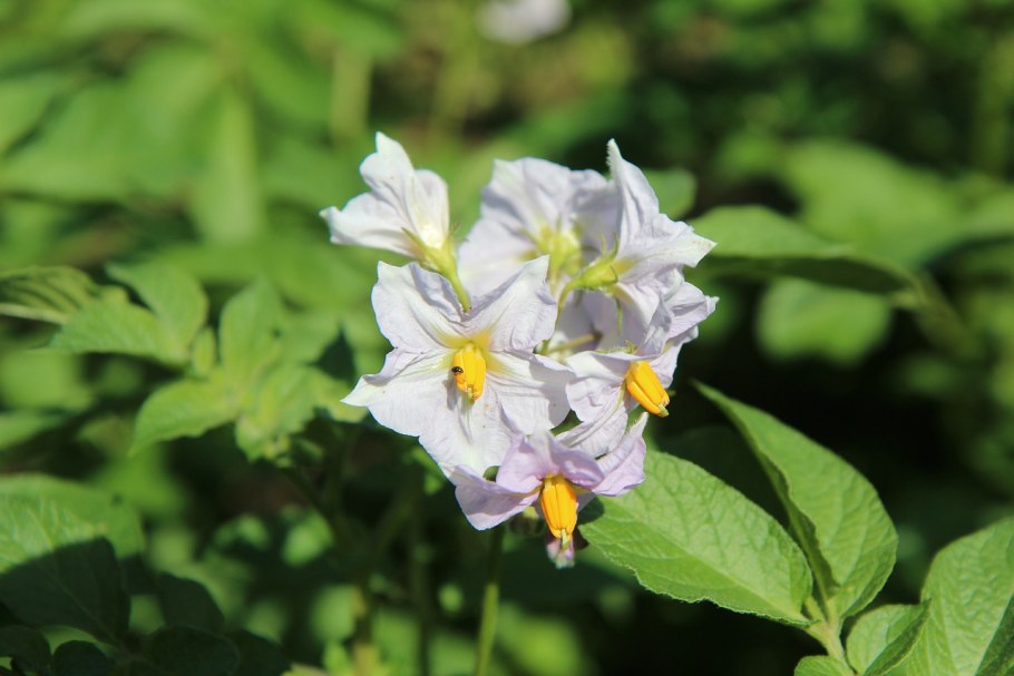 Картошка Solanum tuberosum