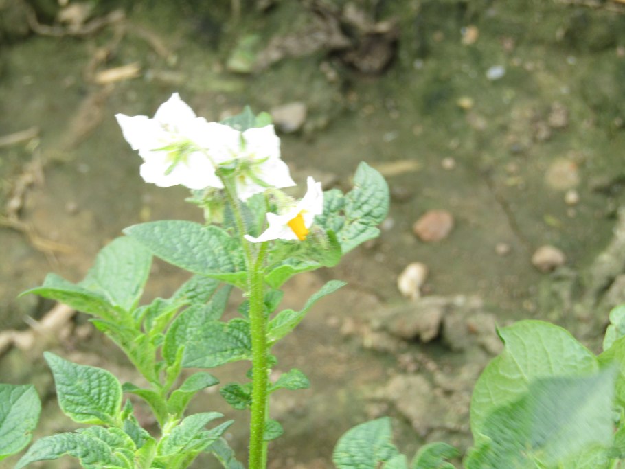 Фиолетовые цветы картофеля