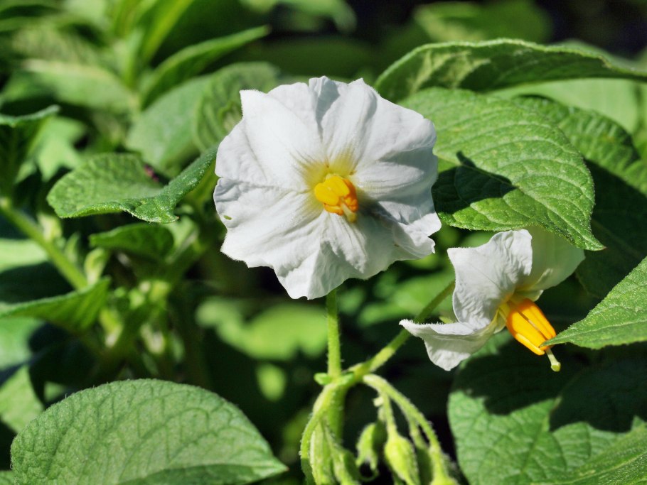 Паслен клубненосный