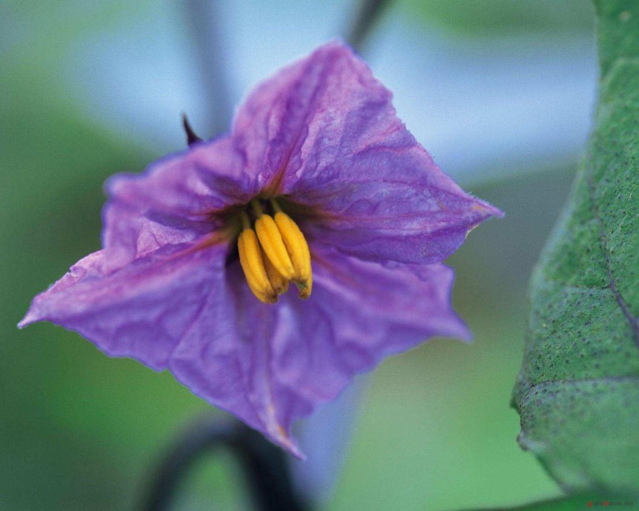 Паслёновые растения