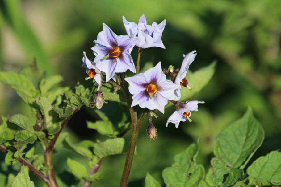 Синеглазка картофель цветет