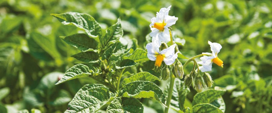 Цветки картофеля