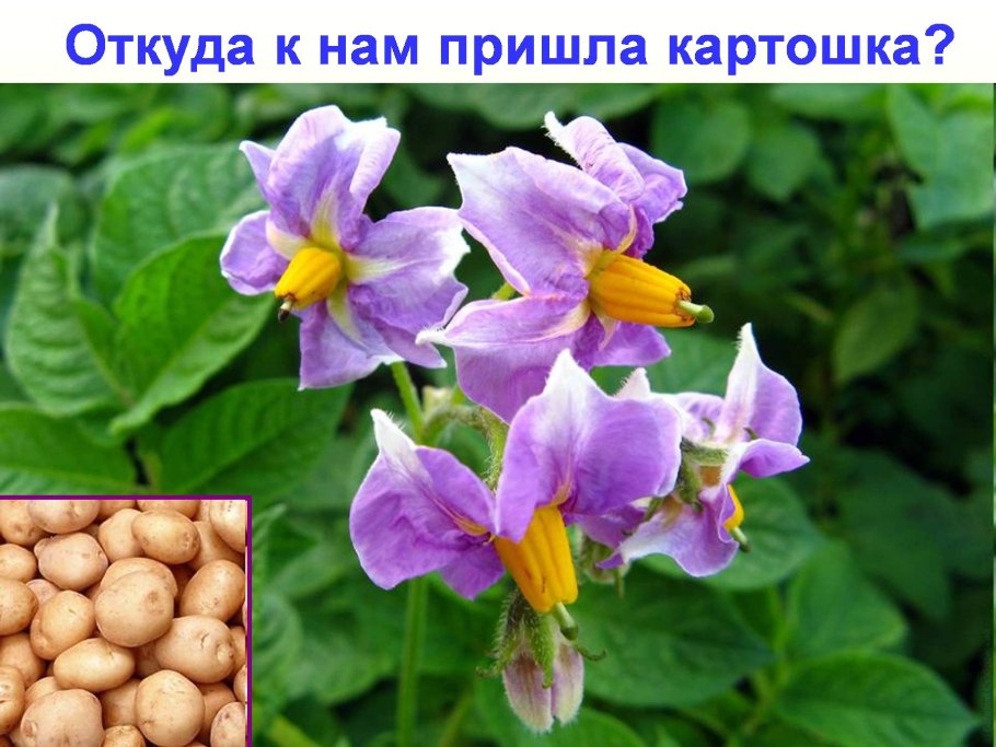 Вольтман сорт картофеля