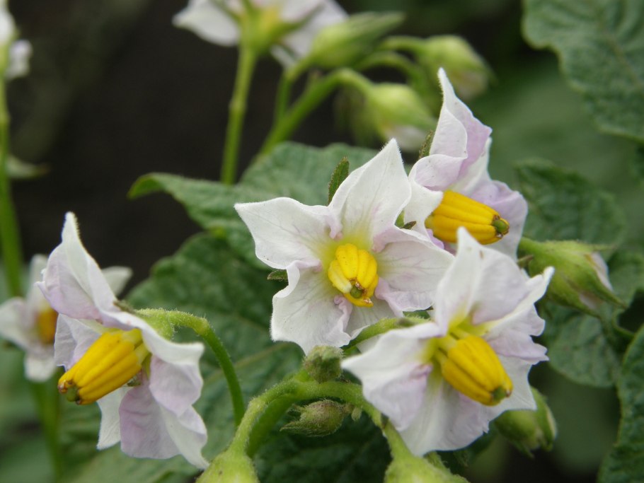 Ягоды картофеля