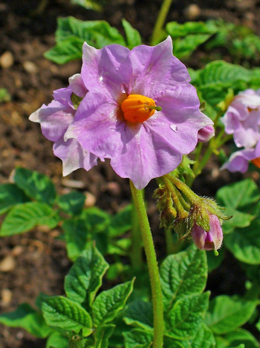 Паслён сладко-Горький