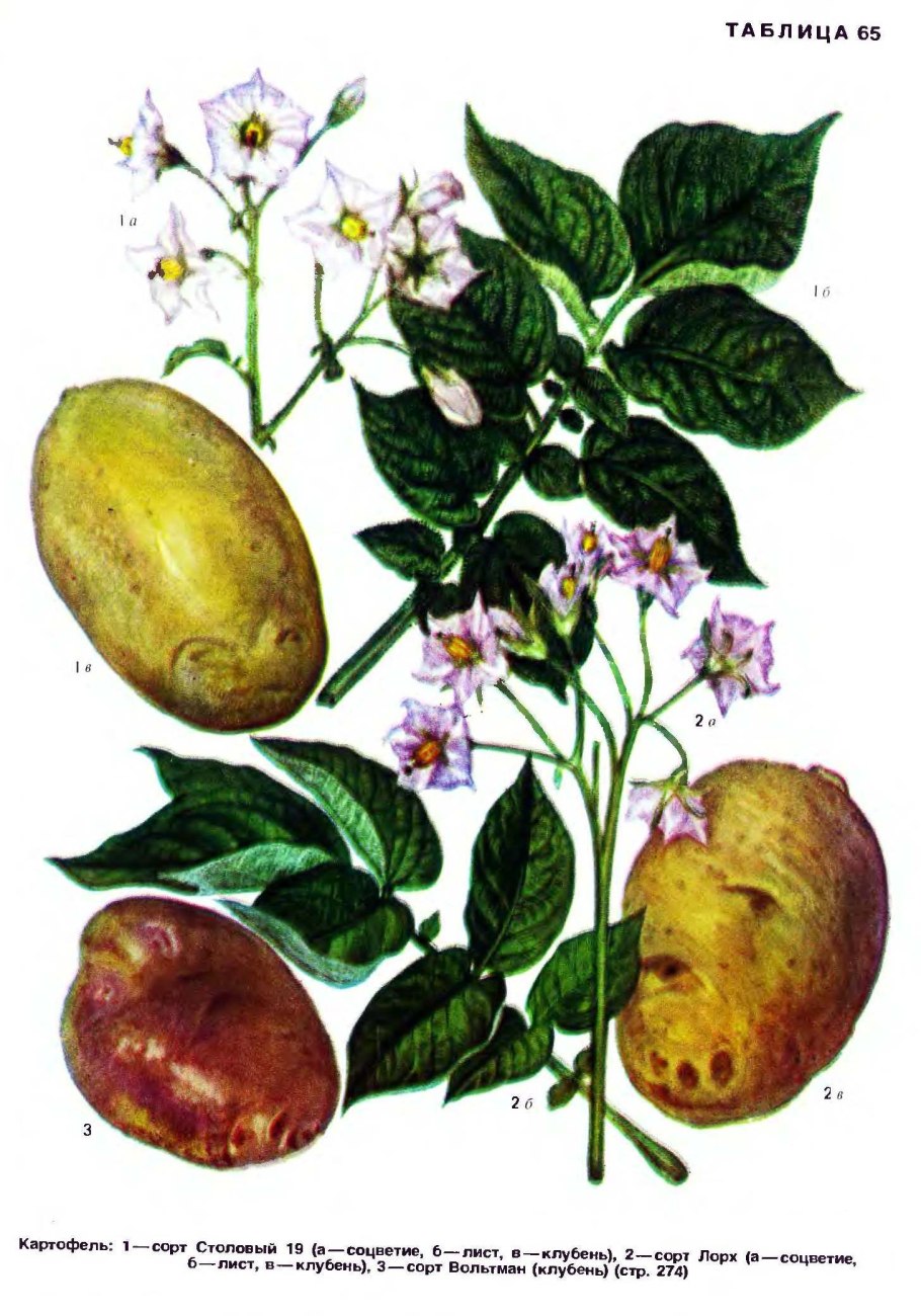 Solanum tuberosum цветок