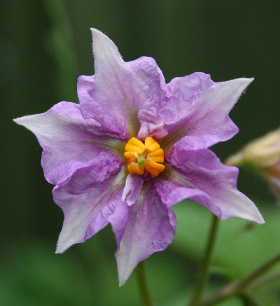 Картофельный паслен