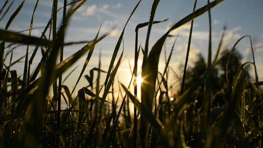 Трава колышется