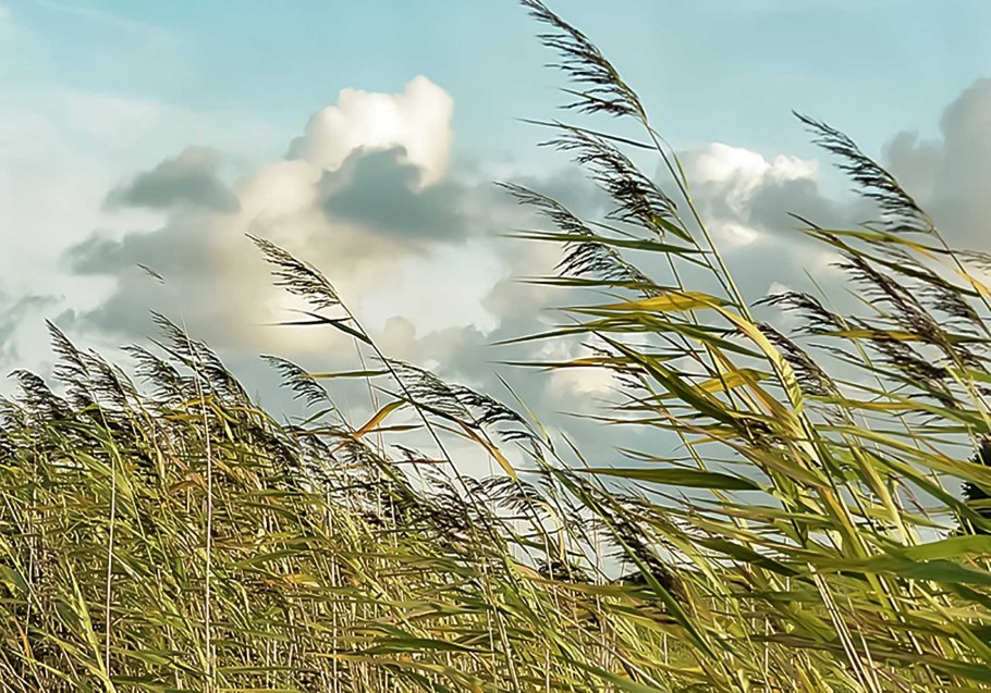 Сильный ветер