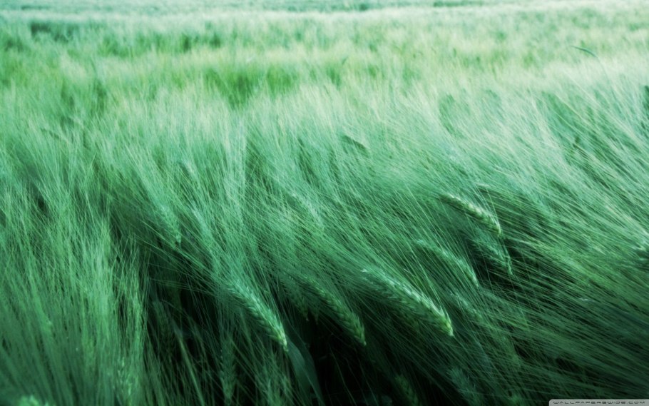 Высокая трава