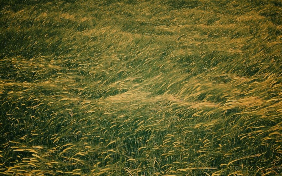 Колыхание трав на ветру