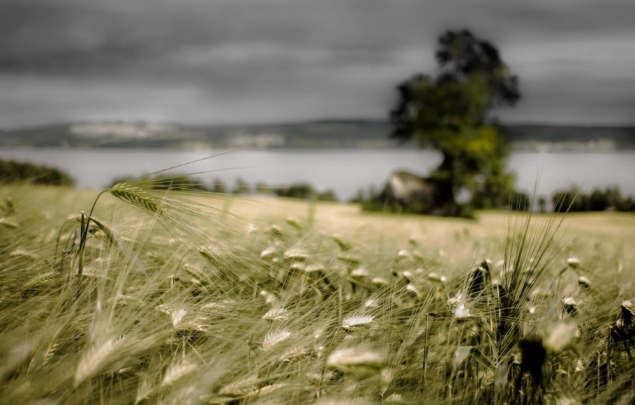 Трава на ветру