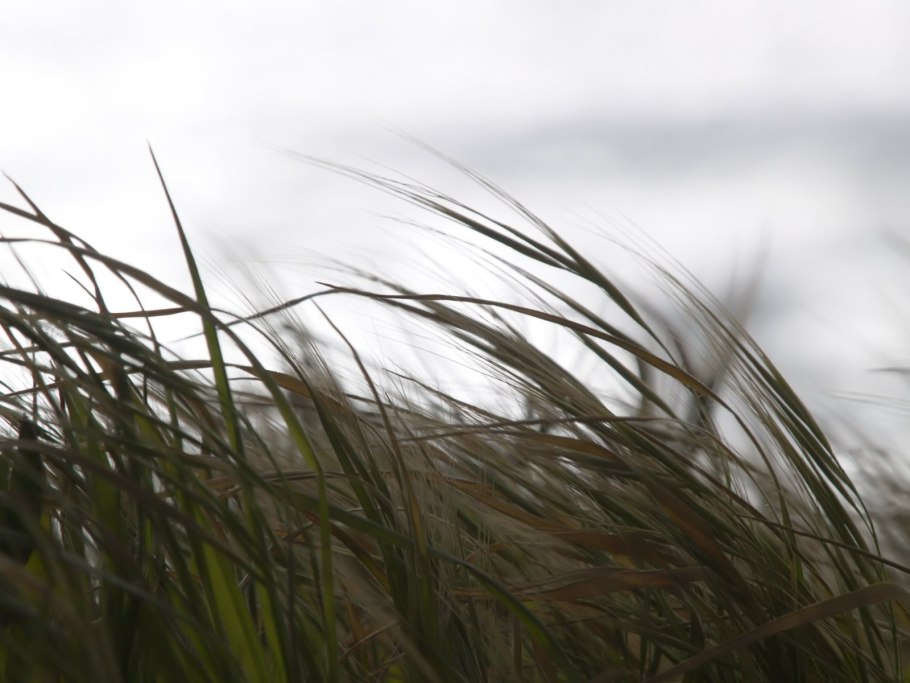 Трава колышется