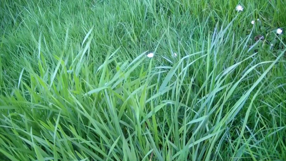 Паточная трава