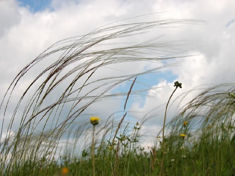 Легкий ветер