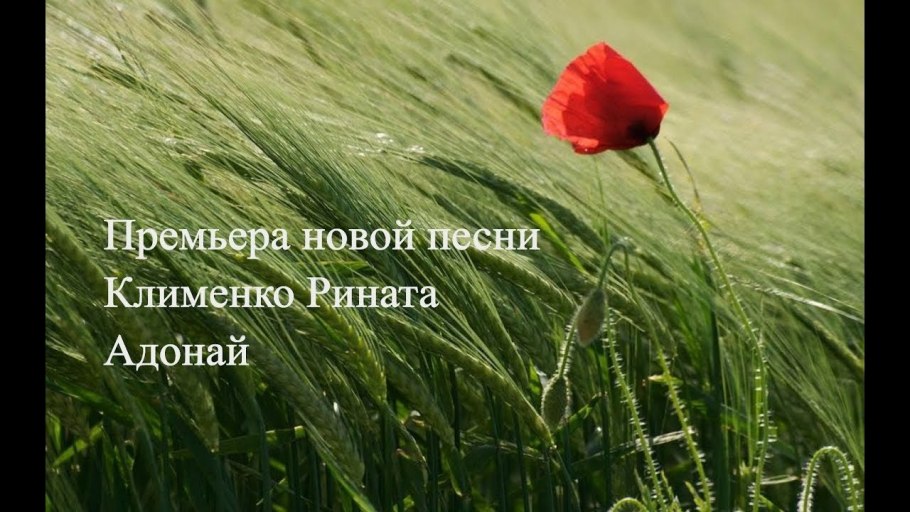 Ковыль тончайший (Stipa tenuissima)