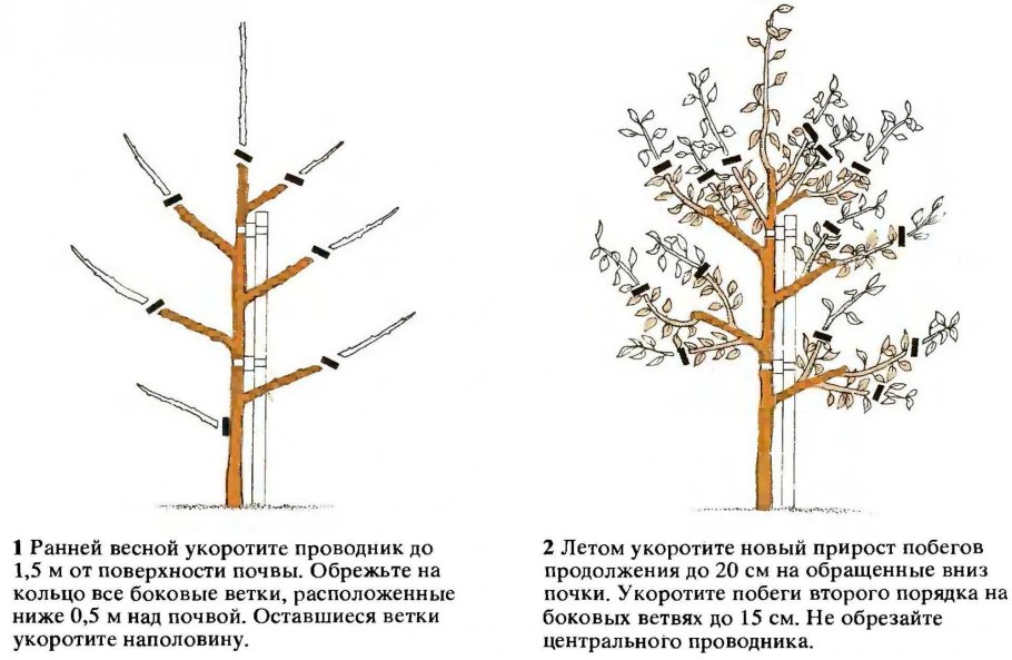 Обрезка яблони волчки