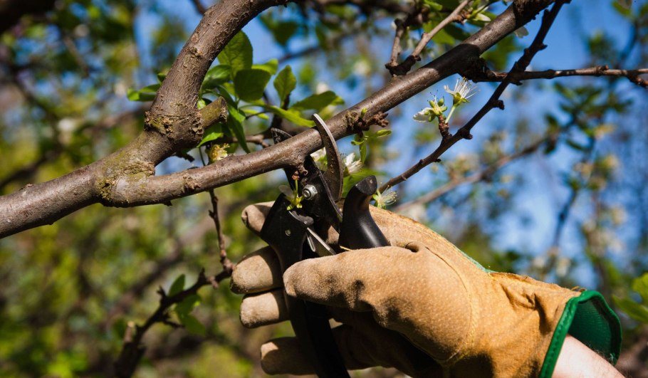 Pruning Apple Trees