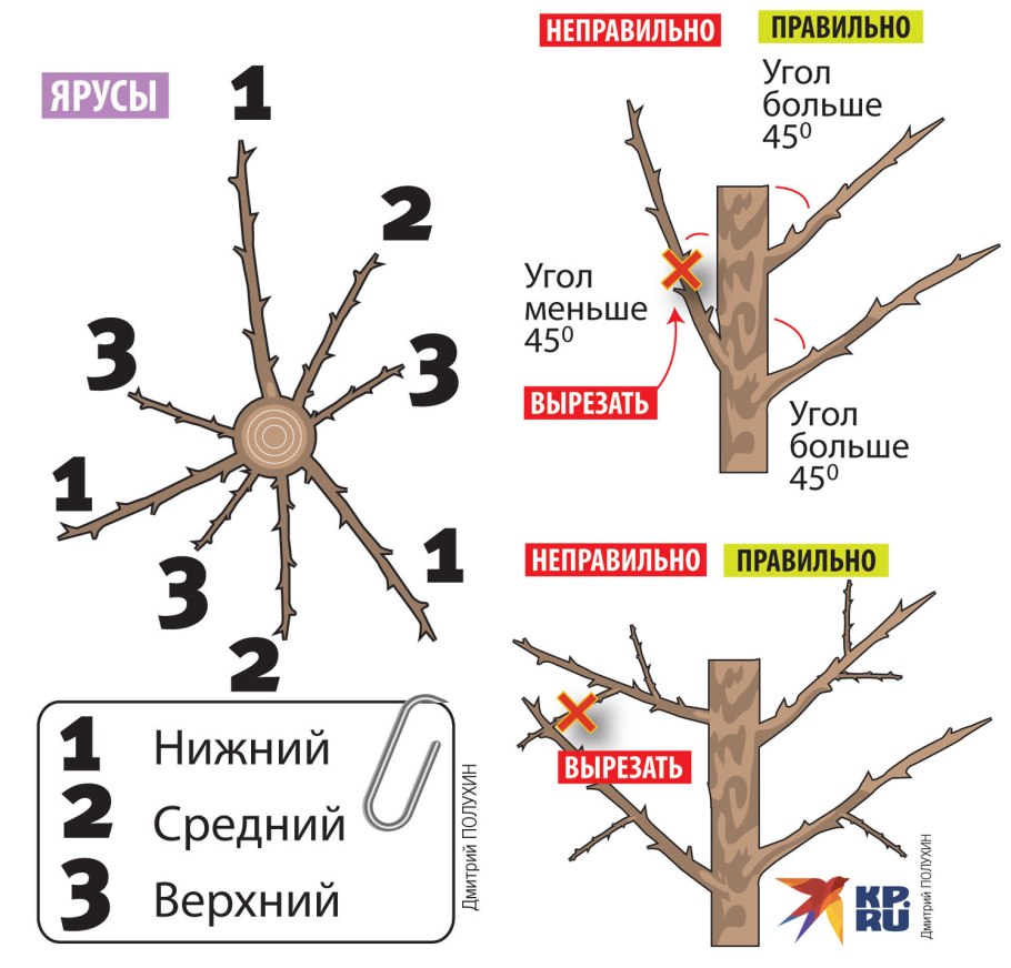 Обрезка черешни весной схема