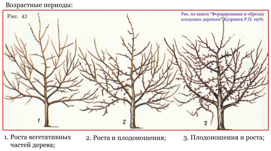 Обрезка скелетных ветвей у яблони
