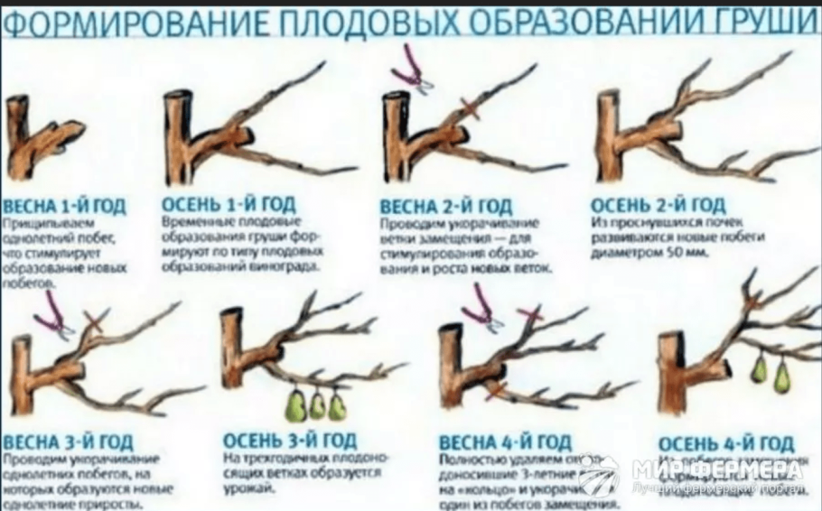 Формировка кроны вишни