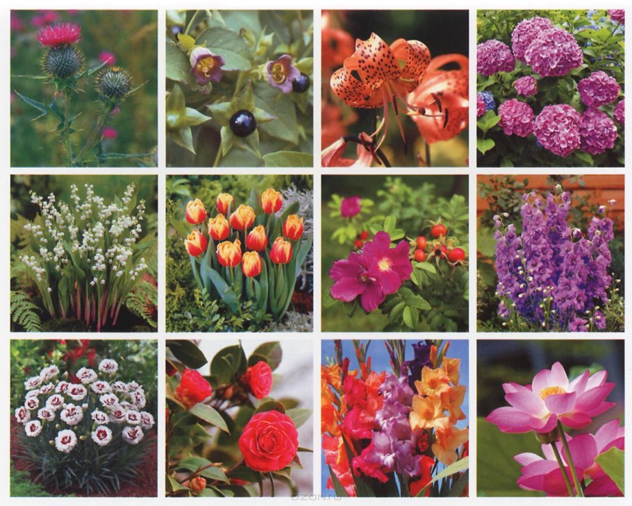 Названия цветов для букетов