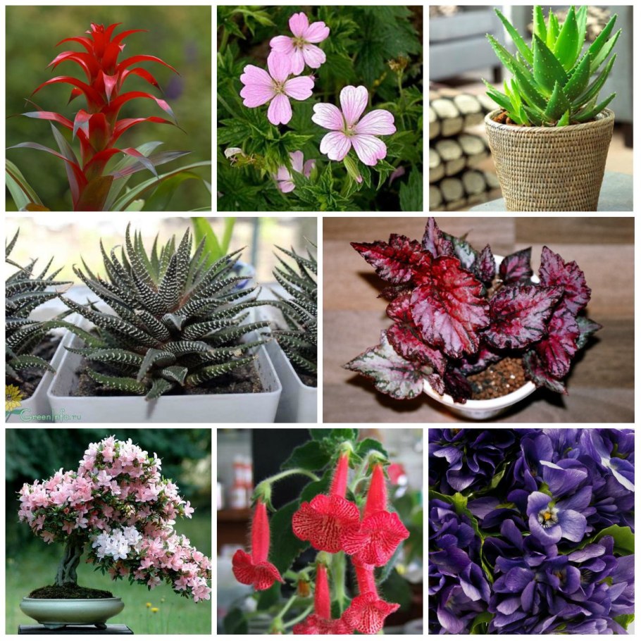 Близнецы гороскоп