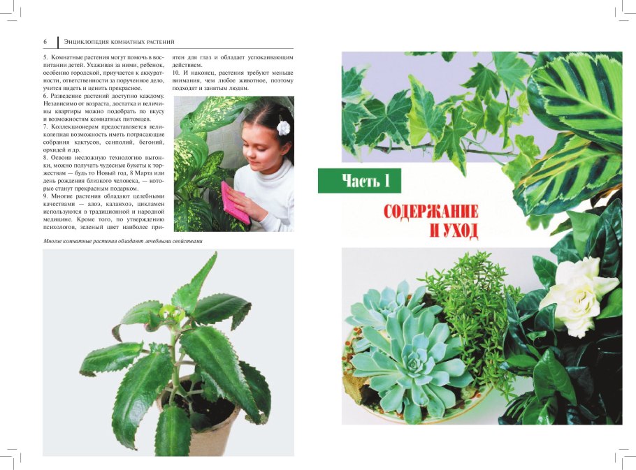 Цветок покровитель