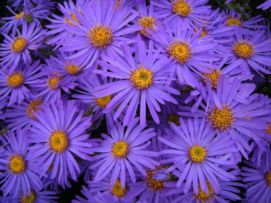 Aster amellus