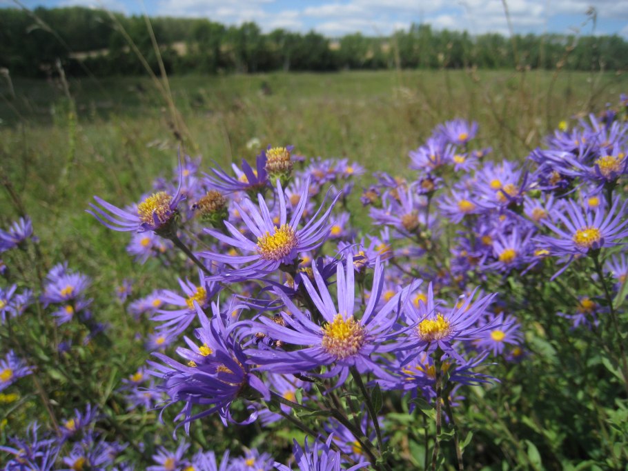 Астра Ромашковая. Aster amellus