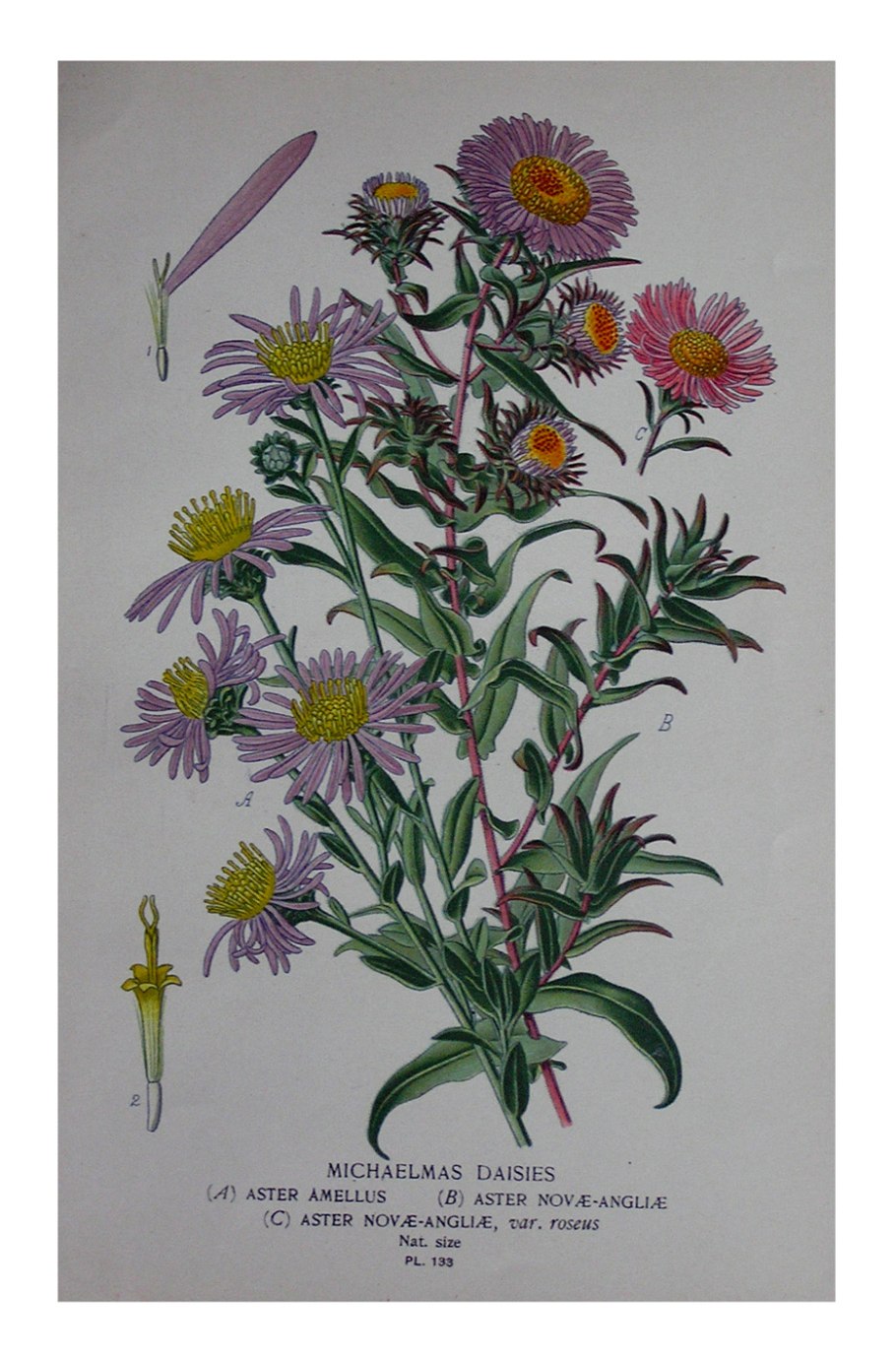 Астра Степная