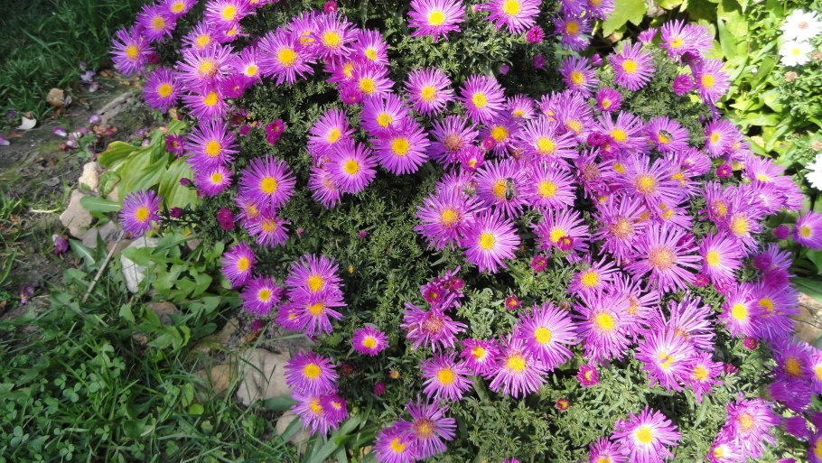 Астра кустарниковая Старлайт