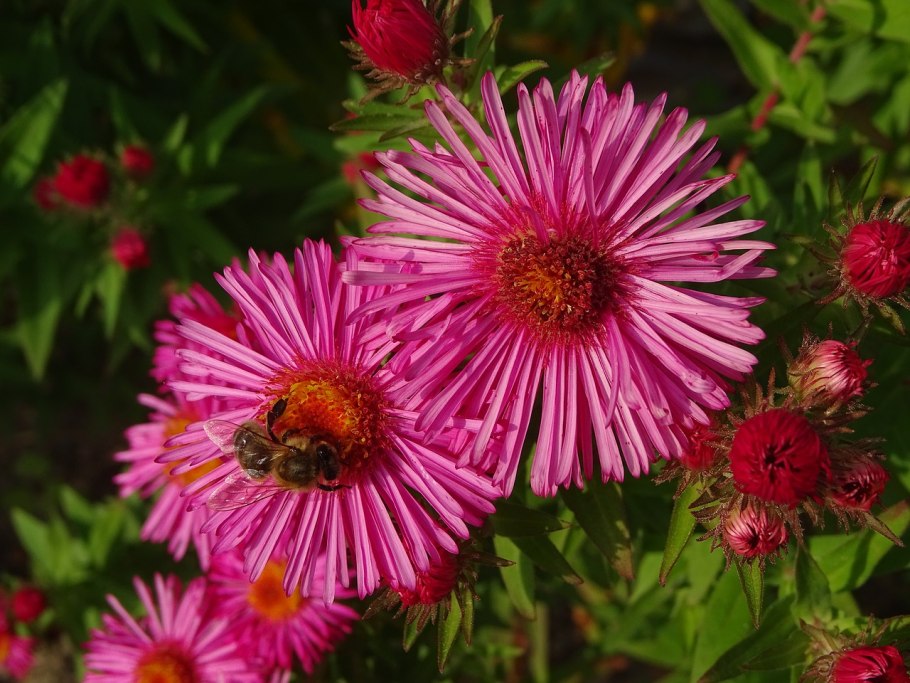 Aster amellus
