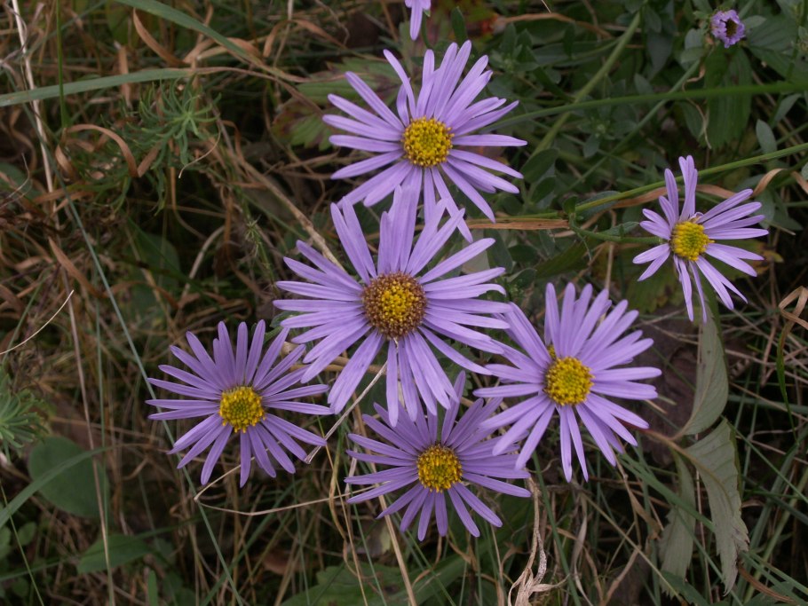 Астра звездчатая Блю Кинг