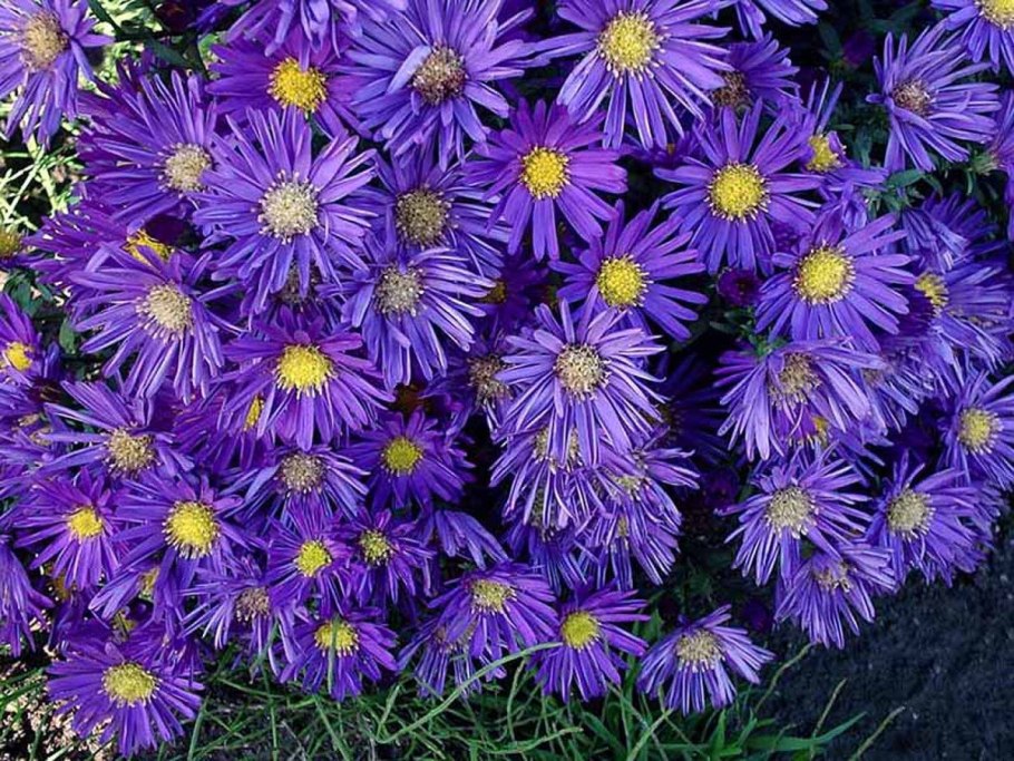 Aster amellus