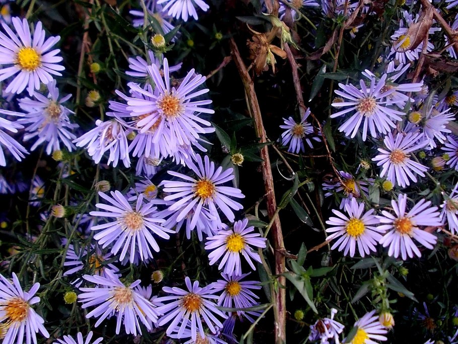 Астра Ромашковая. Aster amellus