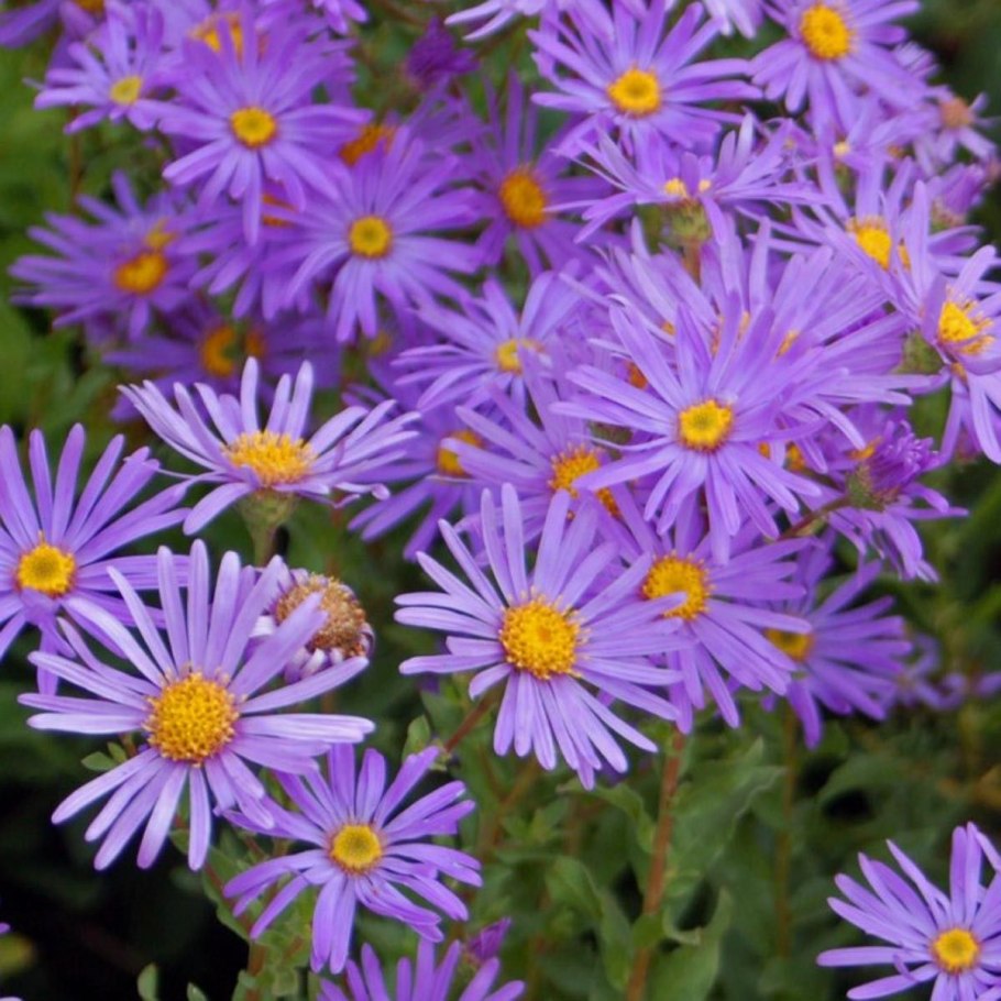 Aster amellus