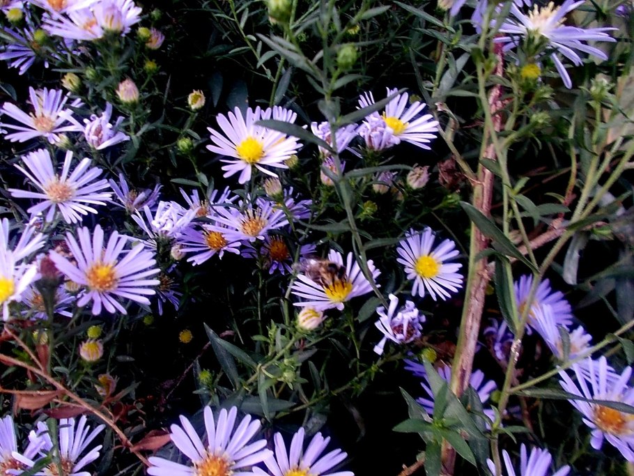 Астра кустарниковая Aster dumosus