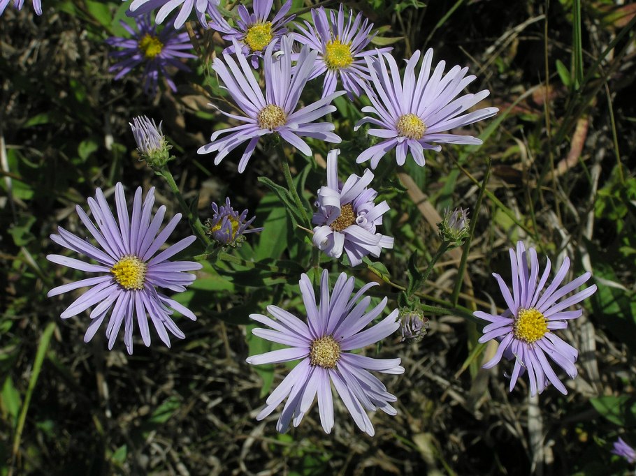 Астра Ромашковая. Aster amellus