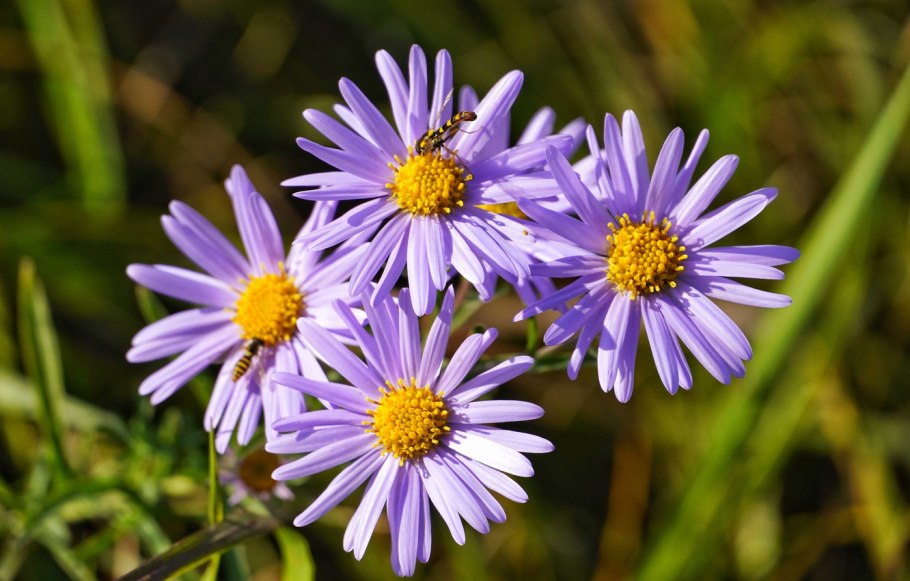 • Aster amellus – Астра Дикая