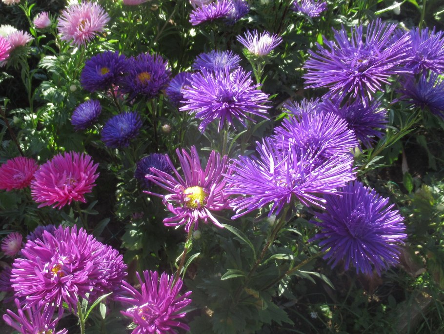 Астра игольчатая уникум