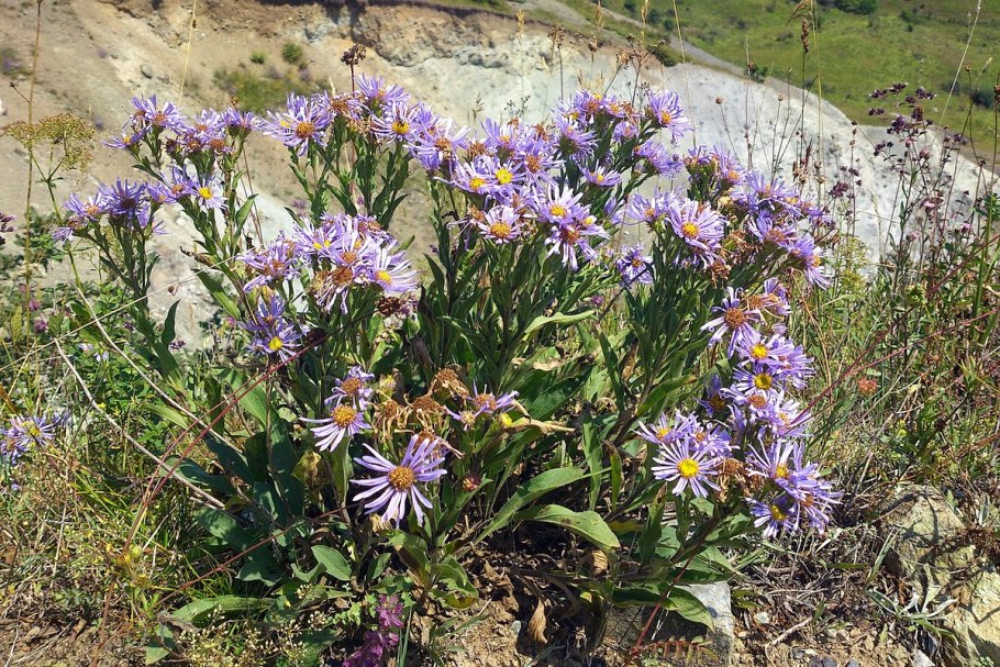 Степная Астра (Aster amellus)