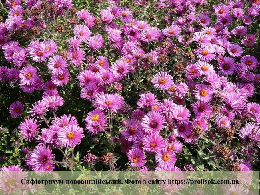 Новоанглийская астра